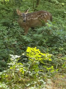 Silver Falls Wildlife